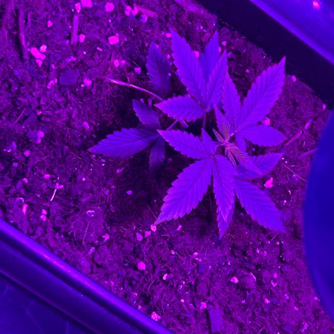 Buddha Purple Kush growlog timeline photo