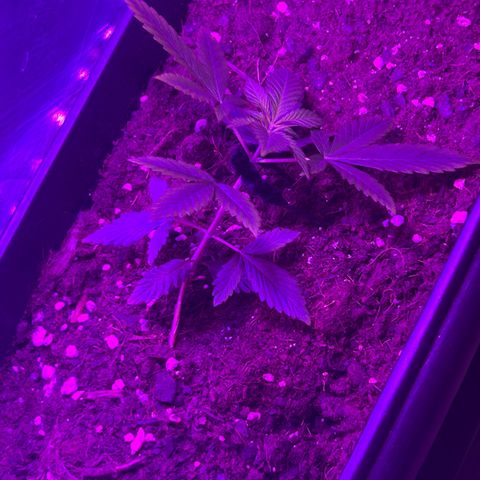 Buddha Purple Kush growlog timeline photo