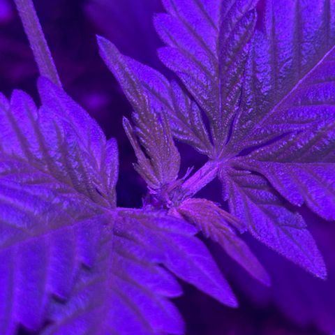 Buddha Purple Kush growlog timeline photo