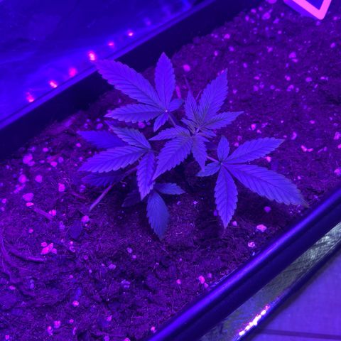 Buddha Purple Kush growlog timeline photo