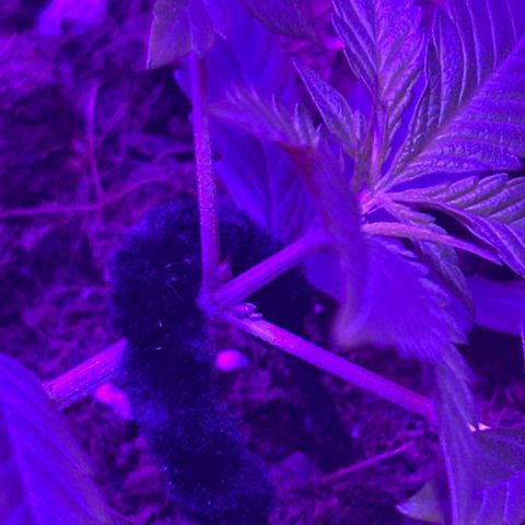 Buddha Purple Kush growlog timeline photo