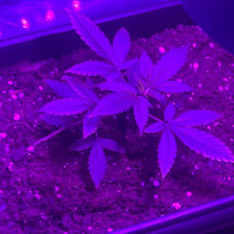 Buddha Purple Kush growlog timeline photo