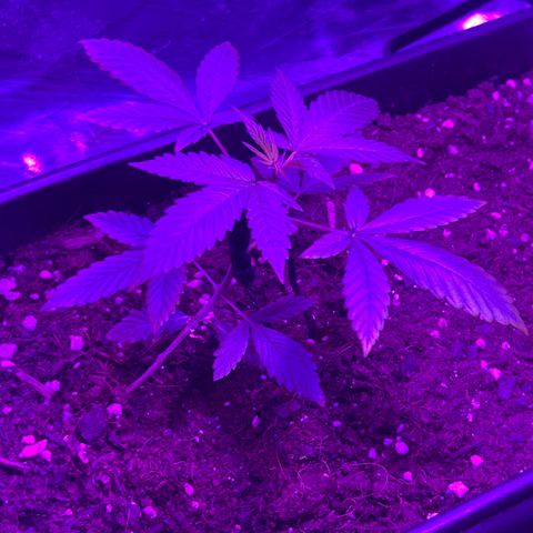Buddha Purple Kush growlog timeline photo