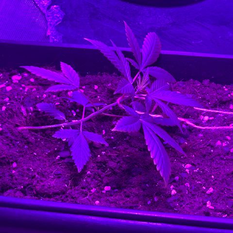 Buddha Purple Kush growlog timeline photo
