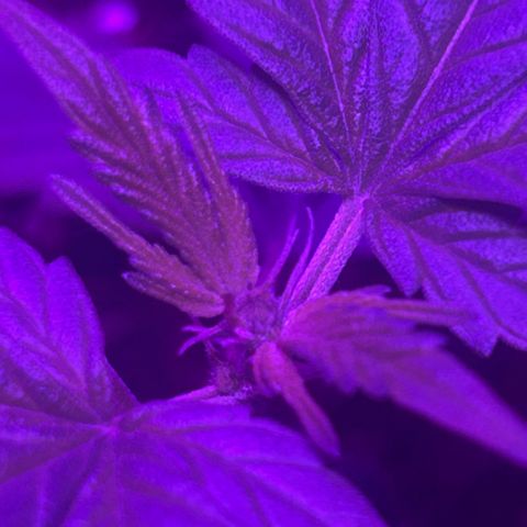 Buddha Purple Kush growlog timeline photo