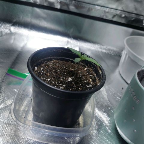 Critical kush growlog timeline photo