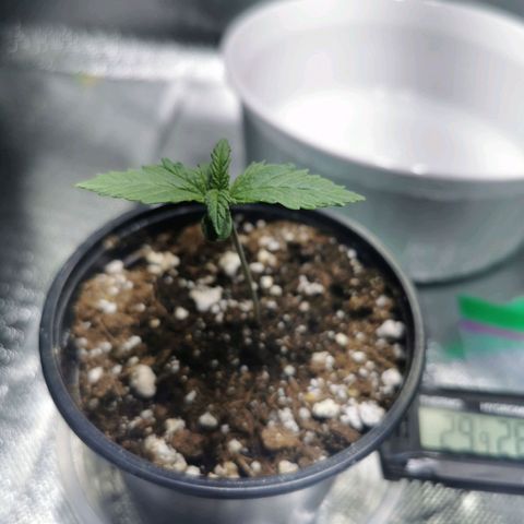 Black rhino growlog timeline photo