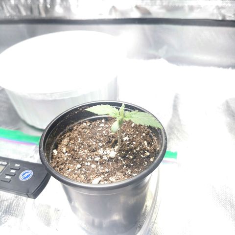 Critical kush growlog timeline photo