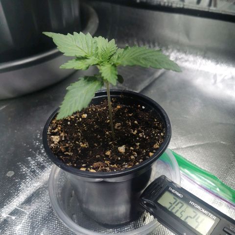 Black rhino growlog timeline photo
