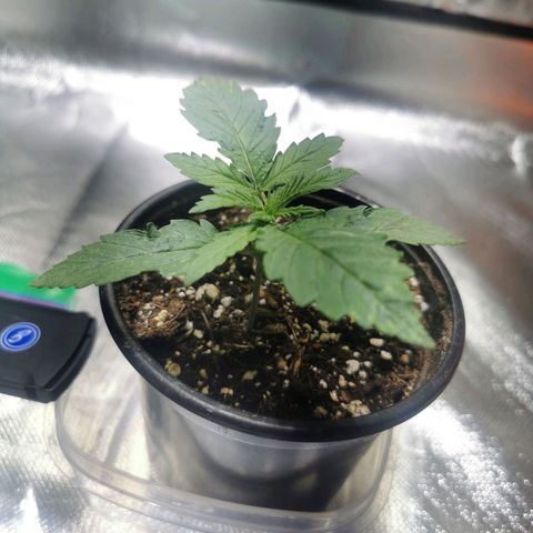 Critical kush growlog timeline photo