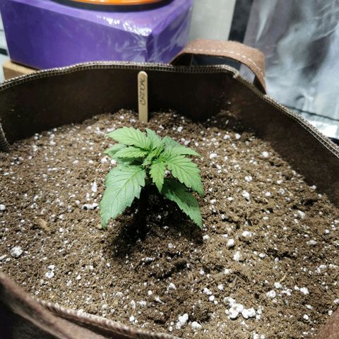 Critical kush growlog timeline photo