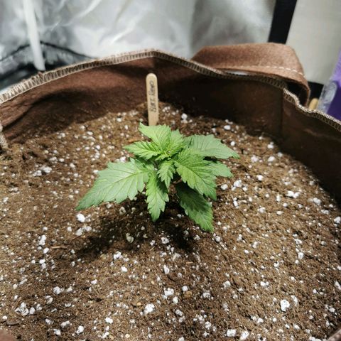 Black rhino growlog timeline photo