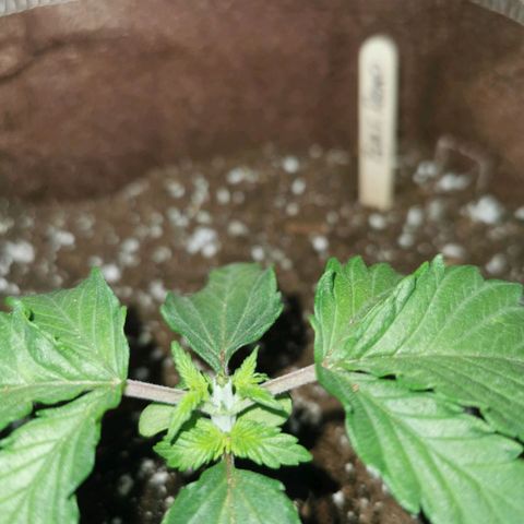 Black rhino growlog photo: Topped
