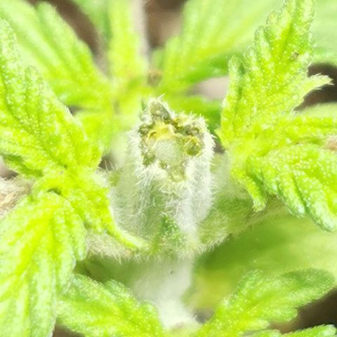 Black rhino growlog timeline photo