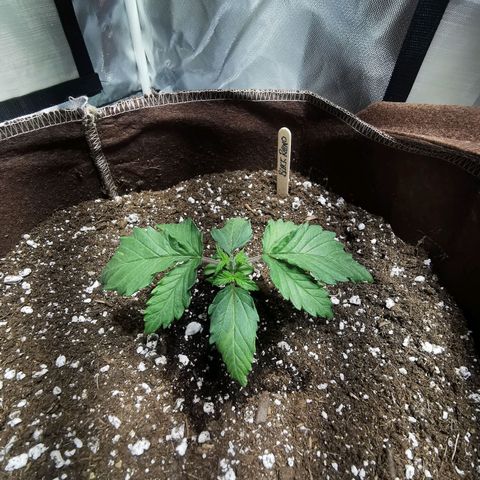 Black rhino growlog timeline photo