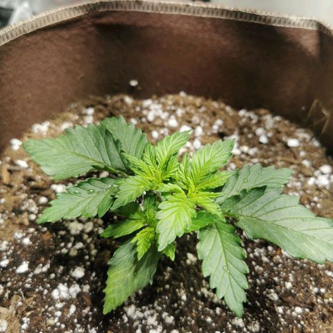 Black rhino growlog timeline photo