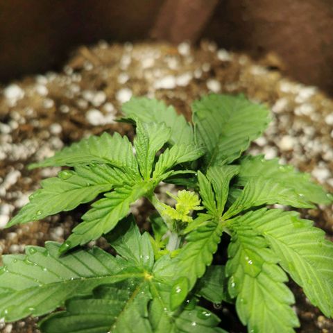 Critical kush growlog timeline photo
