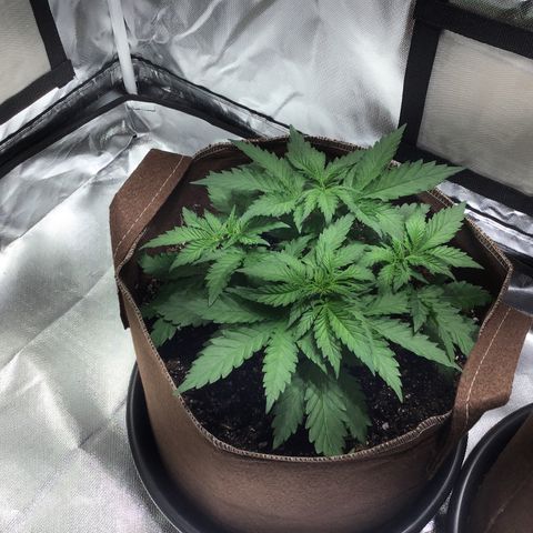 Black rhino growlog timeline photo