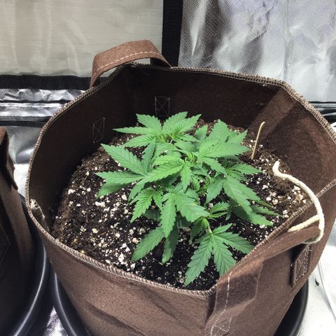 Critical kush growlog timeline photo
