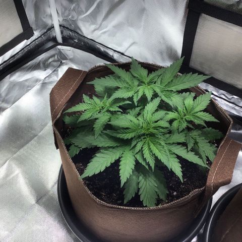 Black rhino growlog timeline photo