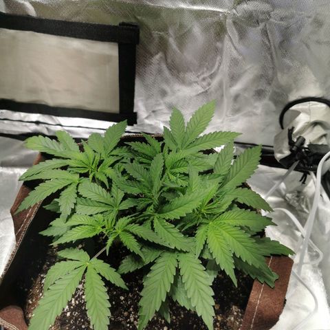 Critical kush growlog timeline photo