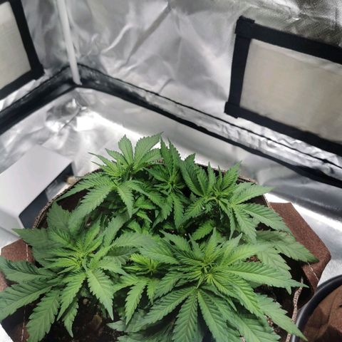 Black rhino growlog timeline photo