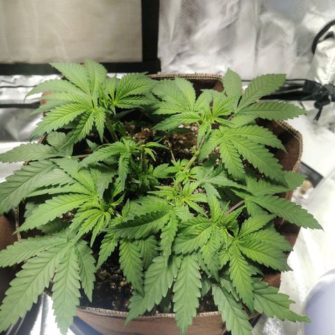 Critical kush growlog timeline photo