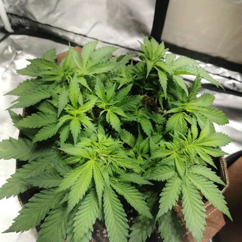 Black rhino growlog timeline photo