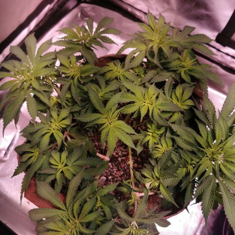 Black rhino growlog timeline photo