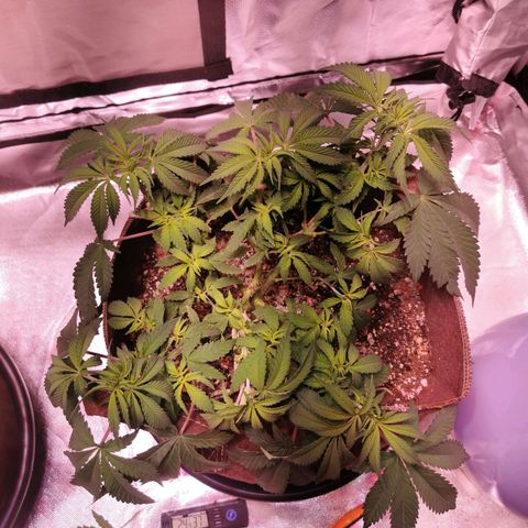 Critical kush growlog timeline photo