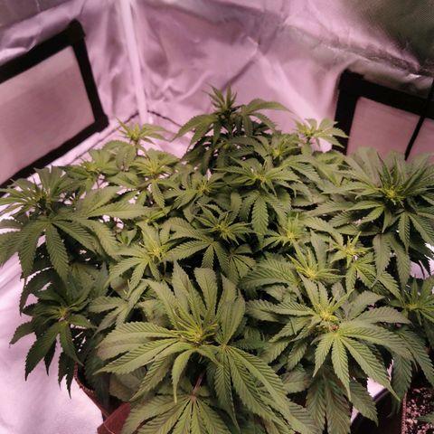 Black rhino growlog timeline photo