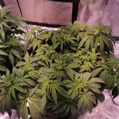 Critical kush growlog timeline photo
