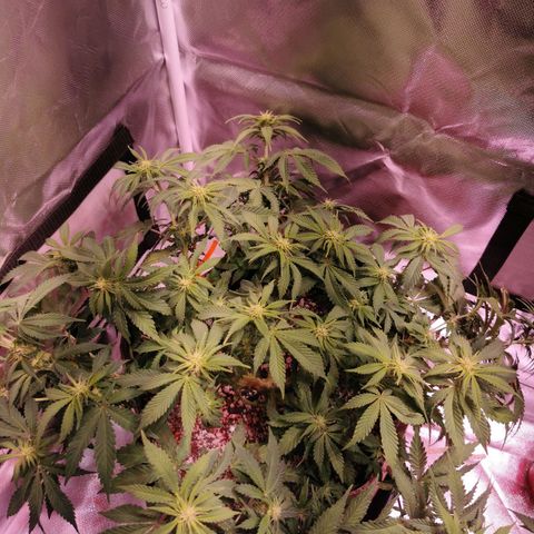 Black rhino growlog timeline photo