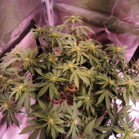 Black rhino growlog timeline photo