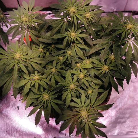 Critical kush growlog timeline photo