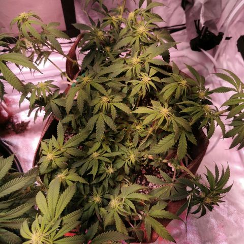 Critical kush growlog timeline photo