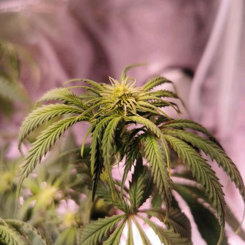Critical kush growlog timeline photo