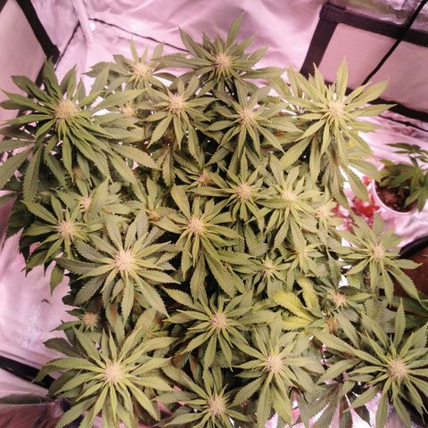 Black rhino growlog timeline photo