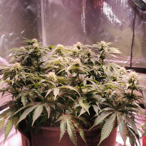 Black rhino growlog timeline photo