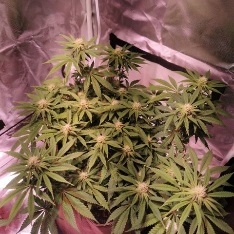 Black rhino growlog timeline photo
