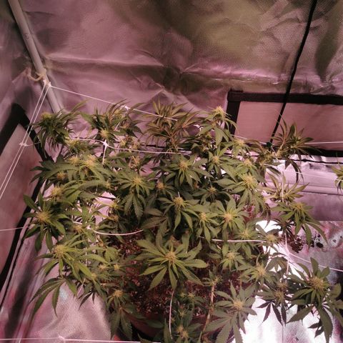 Black rhino growlog timeline photo