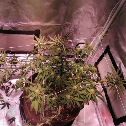 Critical kush growlog timeline photo