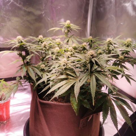 Critical kush growlog timeline photo