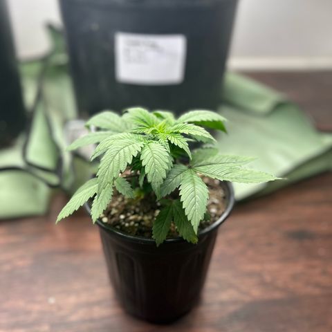 Orange Cream Pop growlog timeline photo