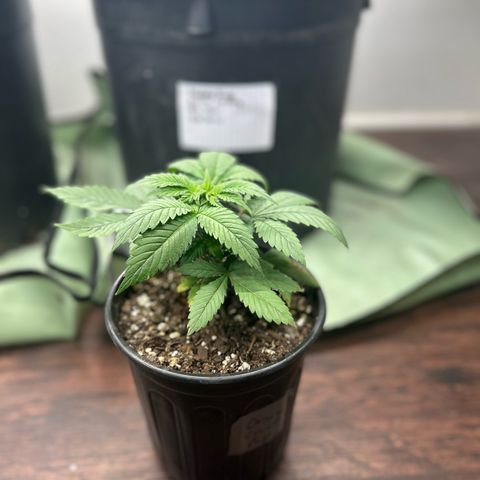 Orange Cream Pop growlog timeline photo