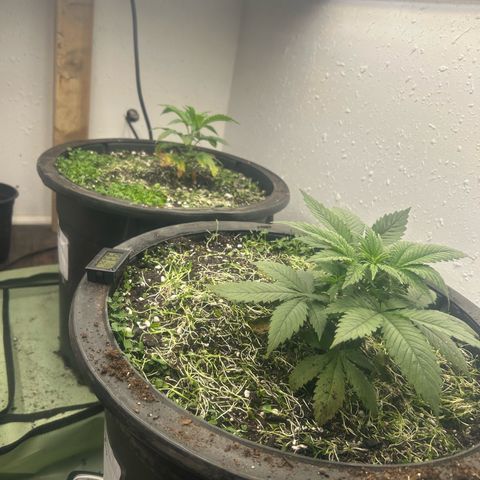 Orange Cream Pop growlog photo: Transplant 