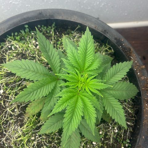 Orange Cream Pop growlog photo: Transplant 