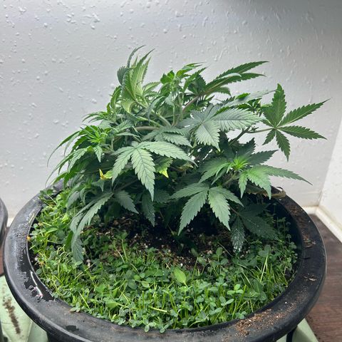 Orange Cream Pop growlog photo: First day training 