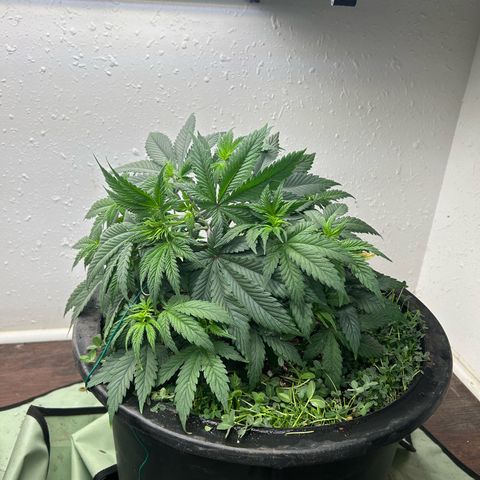 Orange Cream Pop growlog photo: First day training 