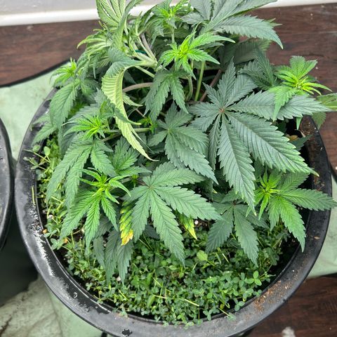 Orange Cream Pop growlog photo: First day training 